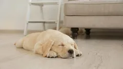 De ce se învârt câinii înainte de somn: motivele acestui ritual amuzant