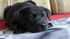 Ce gândește și simte câinele când îl lași singur acasă