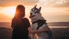 Cel mai fidel prieten al omului: poate un câine să-și uite stăpânul?