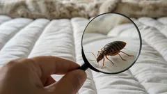 Cum să verifici dacă ai ploșnițe în casă: semne la care să fii atent