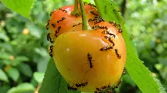 Cum să scapi de furnici în curtea ta fără substanțe chimice și fără riscuri pentru mediul înconjurător sau pentru familia ta