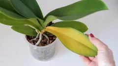 De ce se îngălbenesc brusc frunzele orhideei: 9 cauze principale și soluții