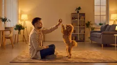 De ce a încetat câinele să se joace? 4 motive frecvente și ce trebuie să facă stăpânul.