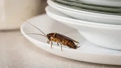 99% dintre oameni fac asta: motivul pentru care apar gândaci chiar și într-un apartament curat