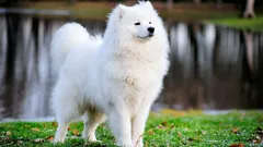 Opt rase rare și cele mai scumpe rase de câini din lume: caracteristici și fapte interesante