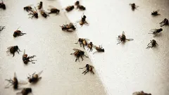 Nu vor mai apărea țânțarii în casa dumneavoastră: un remediu ieftin pe bază de vin vă va ajuta