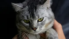 Curiozități despre motivele pentru care pisicile nu acceptă alte pisici pe teritoriul lor