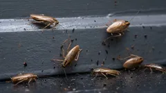 Ce să faci mai întâi dacă ai văzut un gândac de bucătărie: 8 pași pe care trebuie să-i urmezi imediat