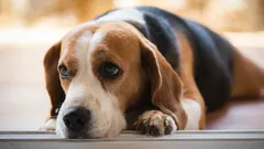 Ce credeau experții că simte câinele tău când țipi la el?