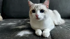 Fără aspirator și rolă adezivă: un truc ingenios pentru a menține mobilierul curat de păr de pisică.